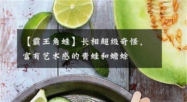 【霸王角蛙】长相超级奇怪,富有艺术感的青蛙和蟾蜍