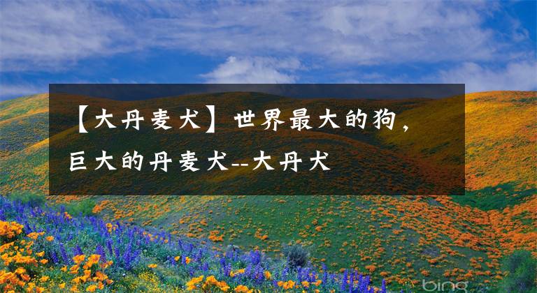 【大丹麦犬】世界最大的狗，巨大的丹麦犬--大丹犬