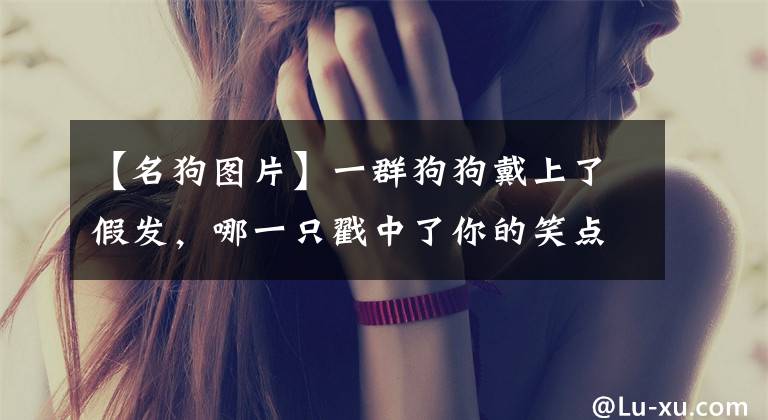 【名狗图片】一群狗狗戴上了假发，哪一只戳中了你的笑点