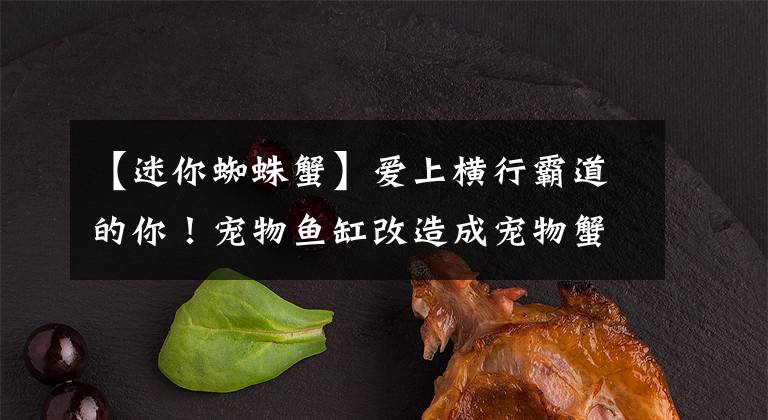 【迷你蜘蛛蟹】爱上横行霸道的你！宠物鱼缸改造成宠物蟹缸，有点奇葩有点疯