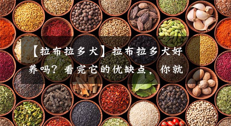 【拉布拉多犬】拉布拉多犬好养吗？看完它的优缺点，你就知道了