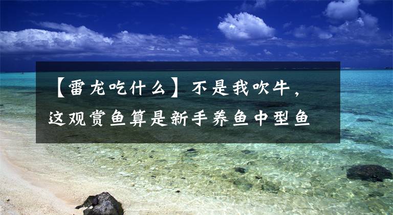 【雷龙吃什么】不是我吹牛，这观赏鱼算是新手养鱼中型鱼入门首选，好养又高颜值