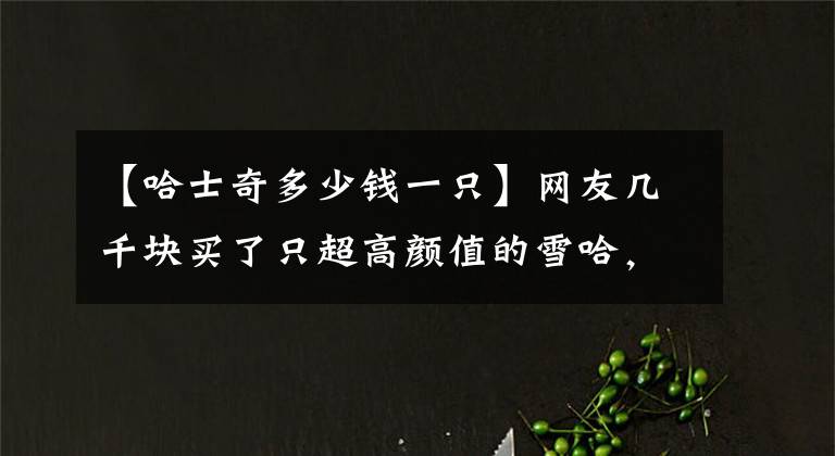 【哈士奇多少钱一只】网友几千块买了只超高颜值的雪哈,可没想到几个月后,狗子全变了