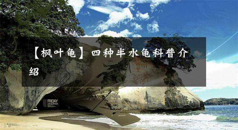 【枫叶龟】四种半水龟科普介绍