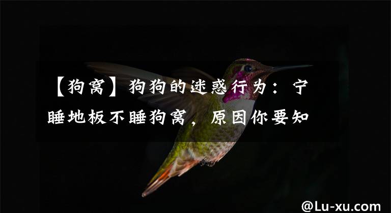 【狗窝】狗狗的迷惑行为：宁睡地板不睡狗窝，原因你要知道