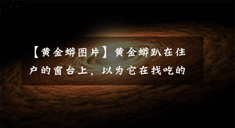【黄金蟒图片】黄金蟒趴在住户的窗台上，以为它在找吃的真实原因让人哭笑不得