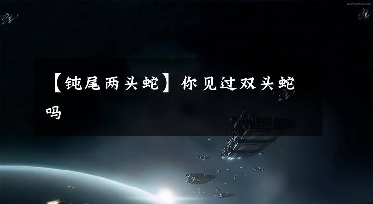 【钝尾两头蛇】你见过双头蛇吗