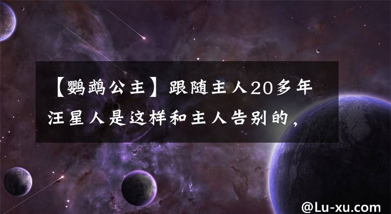 【鹦鹉公主】跟随主人20多年汪星人是这样和主人告别的，看了想哭