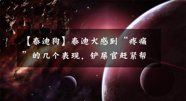 【泰迪狗】泰迪犬感到“疼痛”的几个表现，铲屎官赶紧帮帮它吧