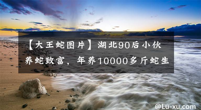 【大王蛇图片】湖北90后小伙养蛇致富，年养10000多斤蛇生2500个蛋，年收入40万