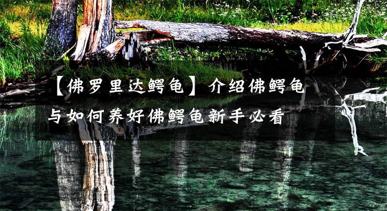 【佛罗里达鳄龟】介绍佛鳄龟与如何养好佛鳄龟新手必看