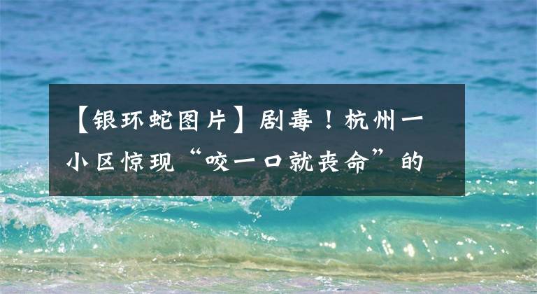 【银环蛇图片】剧毒！杭州一小区惊现“咬一口就丧命”的银环蛇，关键时刻......