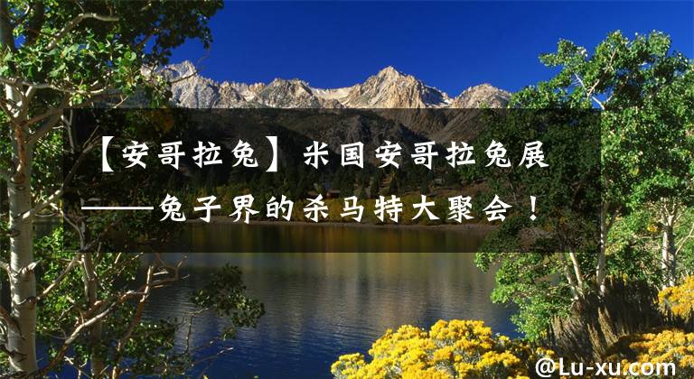 【安哥拉兔】米国安哥拉兔展——兔子界的杀马特大聚会!