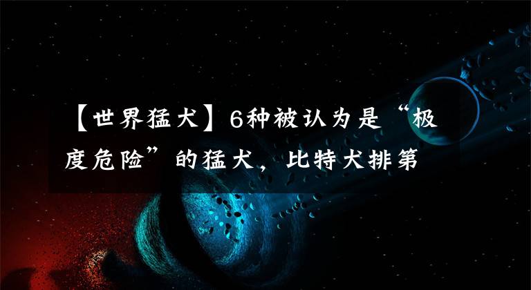 【世界猛犬】6种被认为是“极度危险”的猛犬，比特犬排第二，藏獒上榜