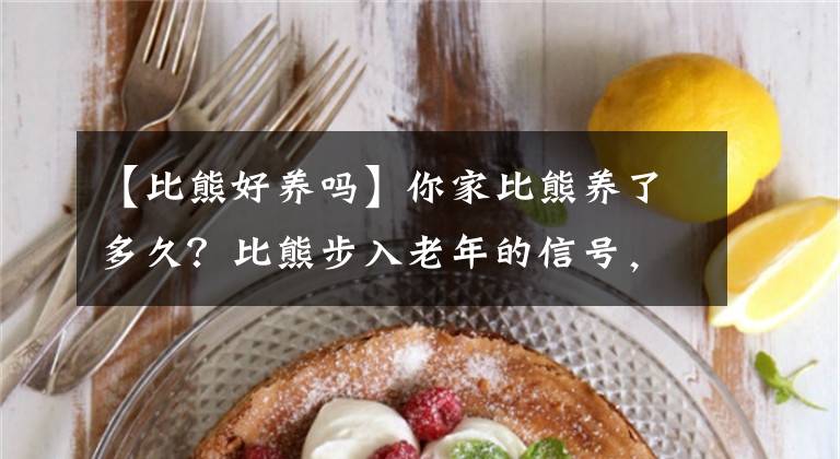 【比熊好养吗】你家比熊养了多久?比熊步入老年的信号,宠主需注意