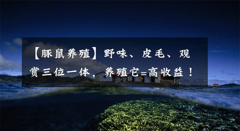 【豚鼠养殖】野味、皮毛、观赏三位一体,养殖它=高收益!