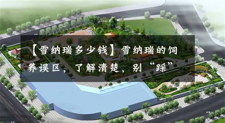 【雪纳瑞多少钱】雪纳瑞的饲养误区，了解清楚，别“踩”进去了