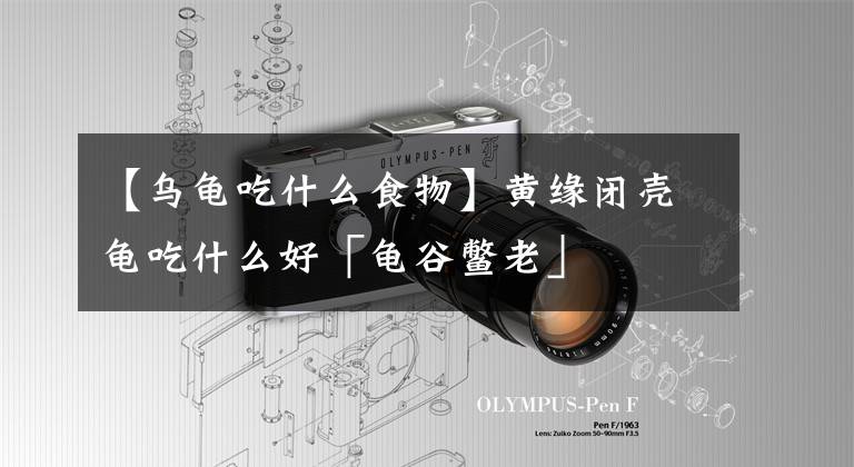 【乌龟吃什么食物】黄缘闭壳龟吃什么好「龟谷鳖老」