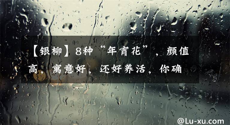 【银柳】8种“年宵花”，颜值高，寓意好，还好养活，你确定不来一盆？