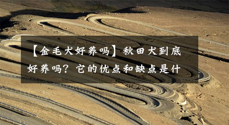 【金毛犬好养吗】秋田犬到底好养吗？它的优点和缺点是什么？知道了你还想养吗