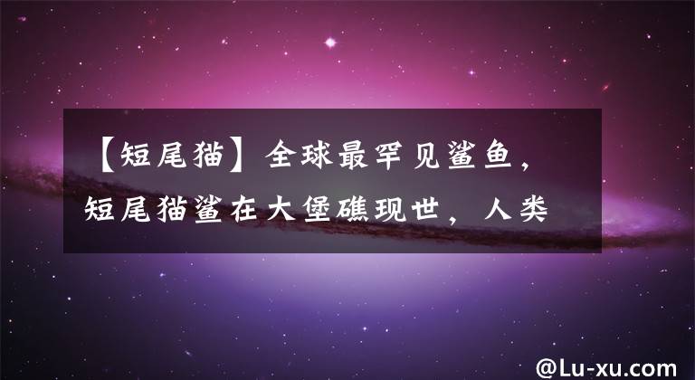 【短尾猫】全球最罕见鲨鱼,短尾猫鲨在大堡礁现世,人类第一次发现活体