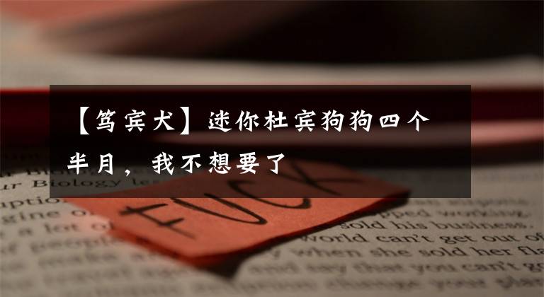 【笃宾犬】迷你杜宾狗狗四个半月,我不想要了