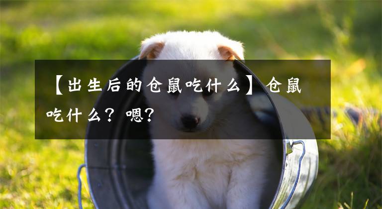 【出生后的仓鼠吃什么】仓鼠吃什么？嗯？
