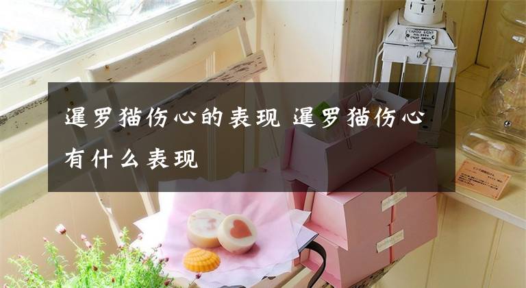 暹罗猫伤心的表现 暹罗猫伤心有什么表现