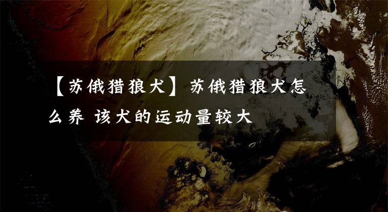 【苏俄猎狼犬】苏俄猎狼犬怎么养 该犬的运动量较大