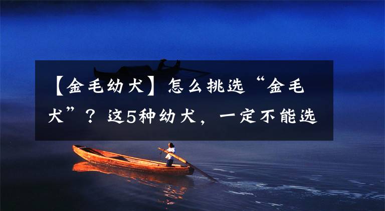 【金毛幼犬】怎么挑选“金毛犬”？这5种幼犬，一定不能选