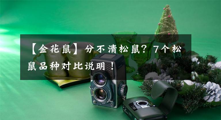 【金花鼠】分不清松鼠？7个松鼠品种对比说明！