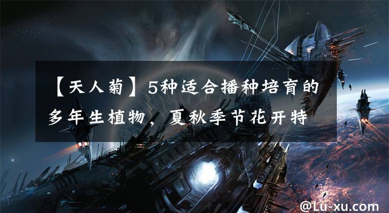 【天人菊】5种适合播种培育的多年生植物，夏秋季节花开特灿烂