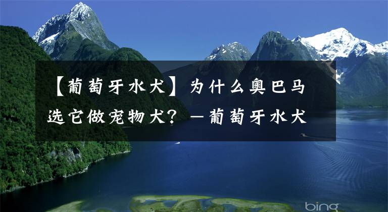 【葡萄牙水犬】为什么奥巴马选它做宠物犬？－葡萄牙水犬