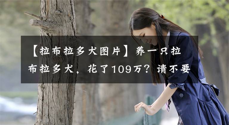 【拉布拉多犬图片】养一只拉布拉多犬,花了109万?请不要怀疑人生,这是真的