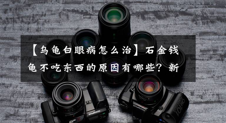 【乌龟白眼病怎么治】石金钱龟不吃东西的原因有哪些？新手朋友要注意的几个点