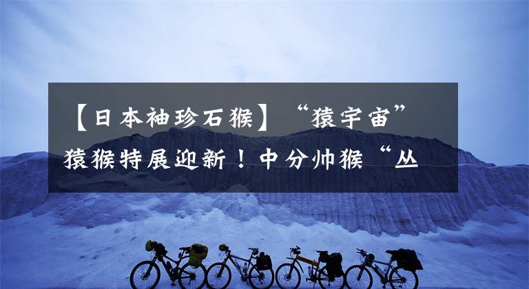 【日本袖珍石猴】“猿宇宙”猿猴特展迎新！中分帅猴“丛丛”亮相