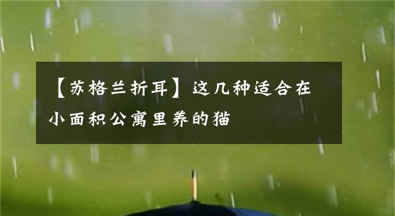【苏格兰折耳】这几种适合在小面积公寓里养的猫