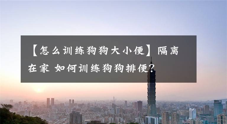 【怎么训练狗狗大小便】隔离在家 如何训练狗狗排便?
