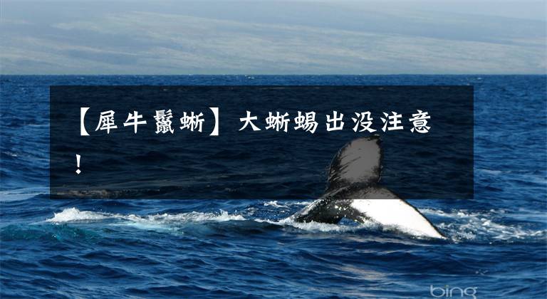 【犀牛鬣蜥】大蜥蜴出没注意！