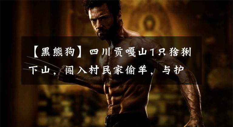【黑熊狗】四川贡嘎山1只猞猁下山，闯入村民家偷羊，与护院的藏獒打了起来