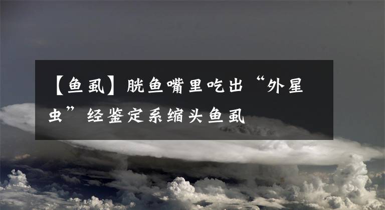 【鱼虱】胱鱼嘴里吃出“外星虫”经鉴定系缩头鱼虱
