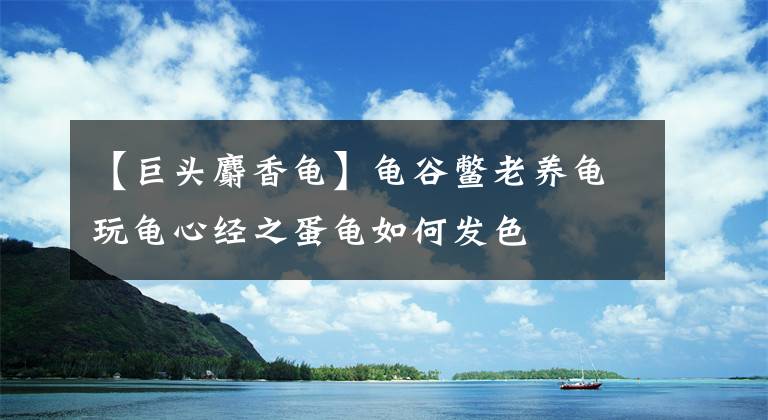 【巨头麝香龟】龟谷鳖老养龟玩龟心经之蛋龟如何发色