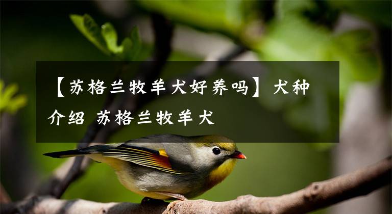 【苏格兰牧羊犬好养吗】犬种介绍 苏格兰牧羊犬