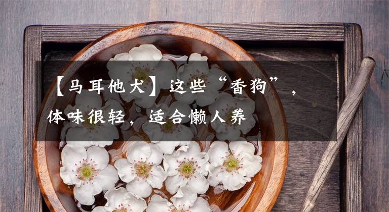 【马耳他犬】这些“香狗”，体味很轻，适合懒人养