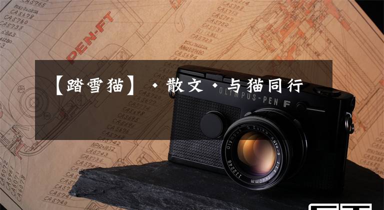 【踏雪猫】·散文·与猫同行