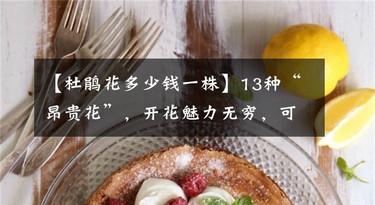 【杜鹃花多少钱一株】13种“昂贵花”,开花魅力无穷,可价格太高,养得起的人非富即贵