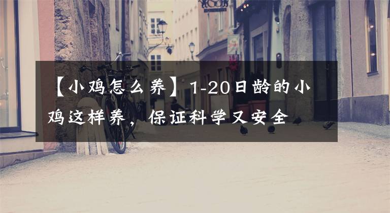 【小鸡怎么养】1-20日龄的小鸡这样养,保证科学又安全