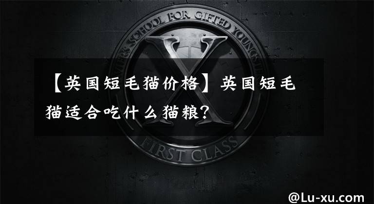 【英国短毛猫价格】英国短毛猫适合吃什么猫粮?