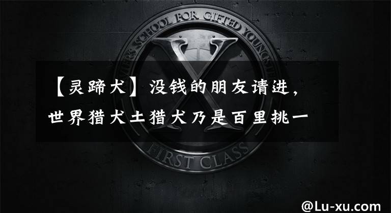【灵蹄犬】没钱的朋友请进，世界猎犬土猎犬乃是百里挑一，应该如何挑选？