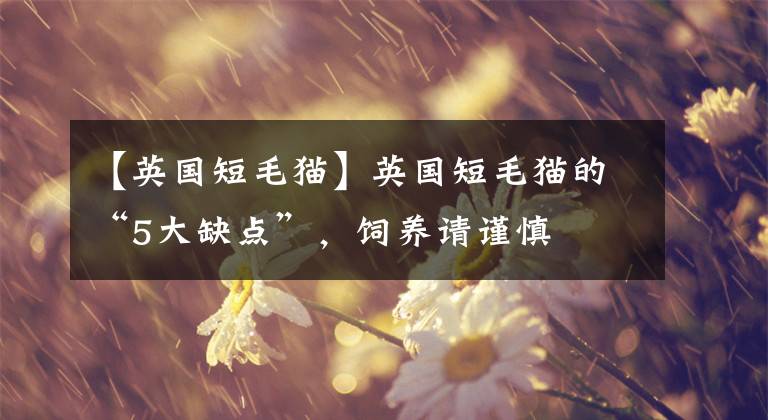【英国短毛猫】英国短毛猫的“5大缺点”,饲养请谨慎